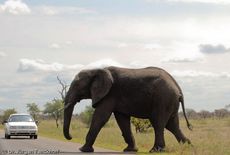 Afrikanischer Elefant (17 von 131).jpg